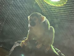 -萌宠奇缘(荣鼎店)