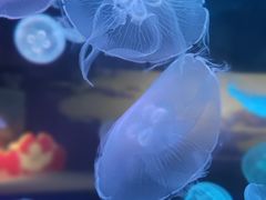 -江和美海洋公园