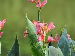 -深圳仙湖植物园