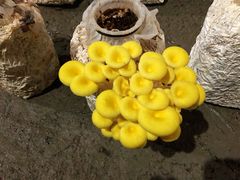 -仙蘑洞