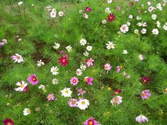 -杭州湾海上花田景区
