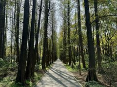 -上海滨江森林公园
