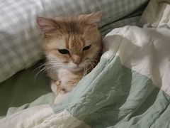 -瑞鹏宠物医院·超声·骨科·奇麟分院(蜀都万达店)