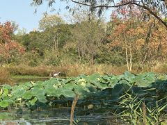 -西溪国家湿地公园