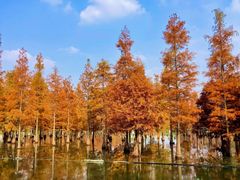 -白鹭湾湿地公园