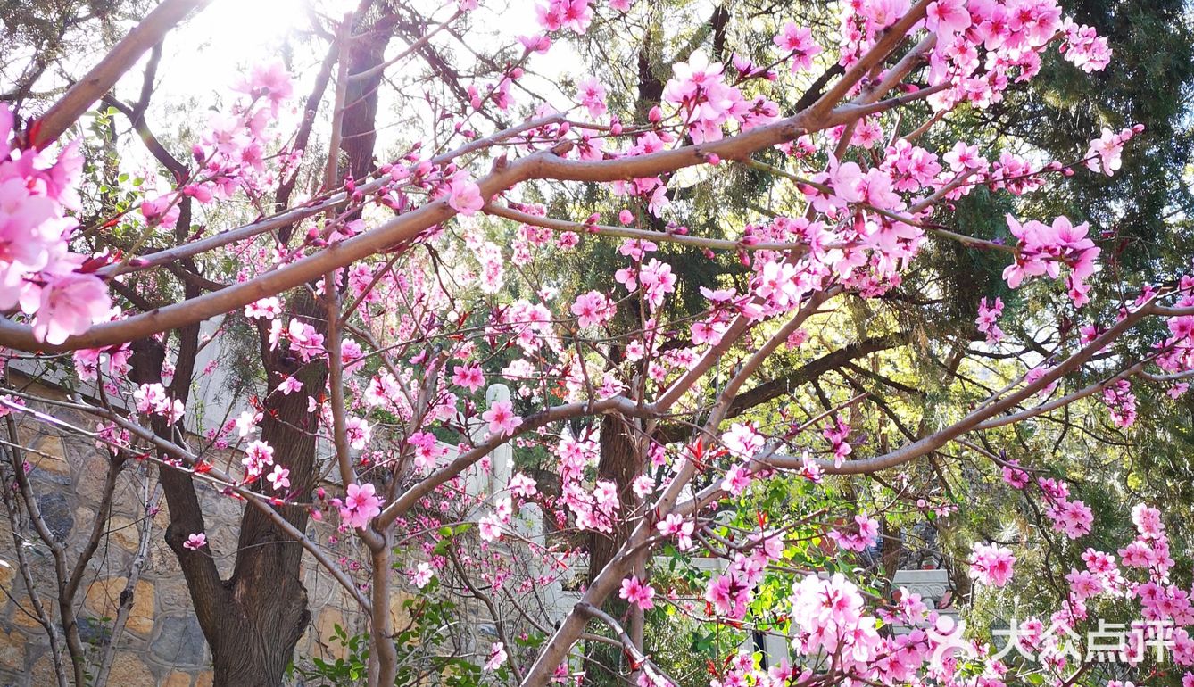 人間四月芳菲盡山寺桃花始盛開異曲同工