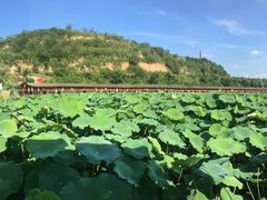 -渭南桃花源民俗文化园