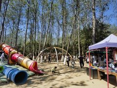 -合肥滨湖国家森林公园