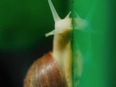 -上海大自然野生昆虫馆(东方明珠·爬宠昆虫探索中心)