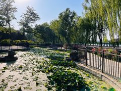 -莲花池公园