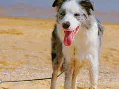 -巧克力渔家.小船海鲜家常菜(万平口店)