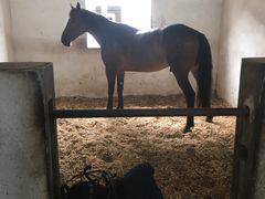 -松声马术俱乐部