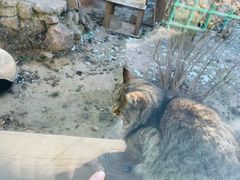 -青藏高原野生动物园