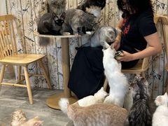 -楼上猫咖(罗湖店)