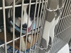 -喜多萌中农锦绣动物医院24H·猫科·牙科MRI·CT
