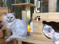 -more than meow吴止猫主题餐厅(承德 中船汇店)