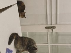 -楼上猫咖(罗湖店)