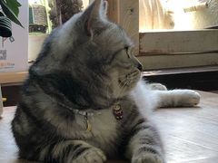 -海边的猫和咖啡馆