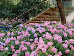 -上海滨江森林公园
