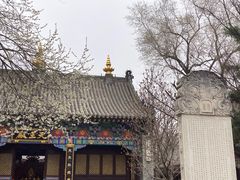 -护国法轮寺