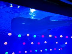 -烟台海昌鲸鲨海洋公园