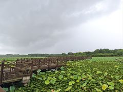 -上海海湾国家森林公园