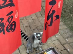 -灵玲国际马戏城