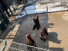 -大连森林动物园