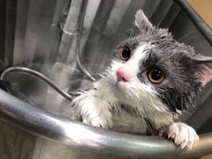 -PETKIT小佩宠物(昭化店)