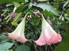 -桤木河湿地公园