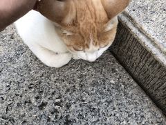 -宠物之家Pets Home 宠物寄养酒店