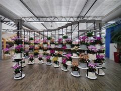 -荷兰花海