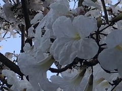 景观位-金巴兰海鲜王