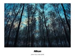 -黄海国家森林公园