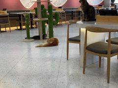 大堂-喵园·猫主题咖啡厅·撸猫·猫咖(国贸店)