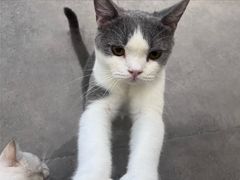 -飞行喵MR PILOT|猫舍·猫咖(静安大融城店)