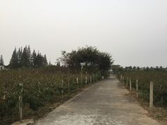 -小六农家乐(崇明西沙湿地店)