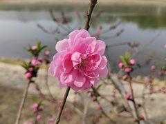 -桃花堤公园