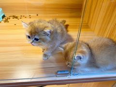 -猫十亿·布偶金渐层·曼基康矮脚猫舍(青年路店)
