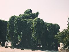 -石家庄市植物园