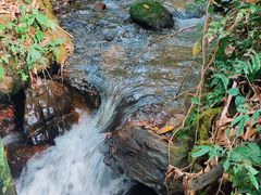 -莫里热带雨林景区