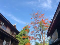 -半坡九号老挝冰咖啡