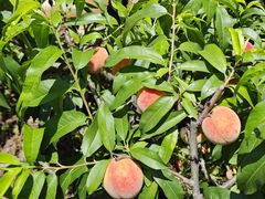 -桃源山庄·摘樱桃·柴火鸡·烧烤团建(龙泉山店)