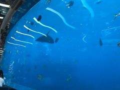 -瑞德姆美人鱼海底演艺主题餐厅(亚龙湾店)