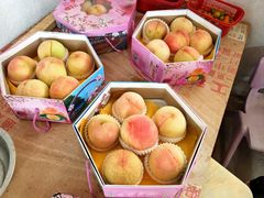 -南汇水蜜桃采摘(大团店)