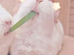 -杨记板栗(天虹总店)