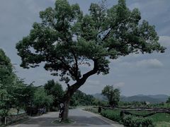 -龙坞茶村