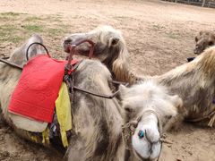 -古柏渡飞黄旅游区