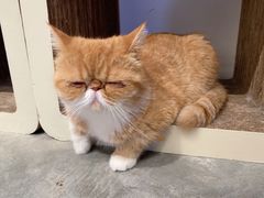 -瞄一喵猫咖(格力海岸店)