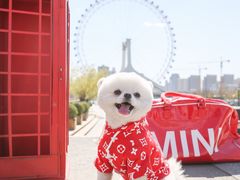 -超宠爱宠物摄影-Super pet